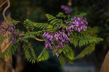 Flores de jacaranda