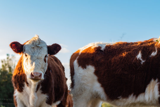 Vacas
