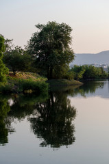 Reflejo del árbol en el lago