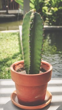 Green cactus in brown pot