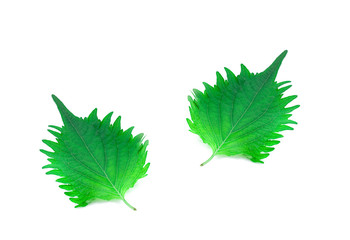 fresh green shiso leaf on white background