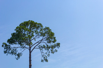 tree on background of blue sky