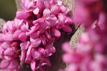 pink flower on branch