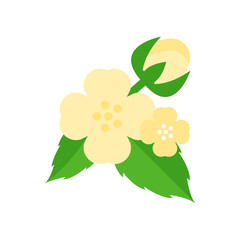 Jasmine Illustration