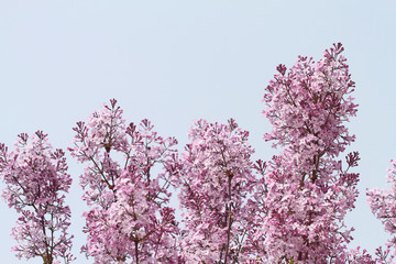 purple lilac  on blue sky background