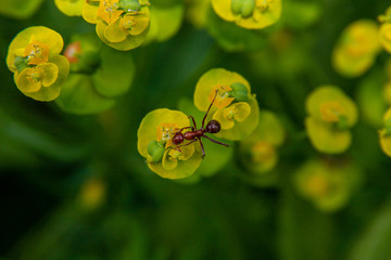 Close up of Ant on a flower