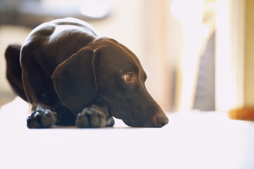 Young German short-haired pointer boring at home