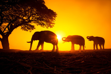 Fototapeta na wymiar Silhouette elephant on the background of sunset,elephant thai in surin thailand