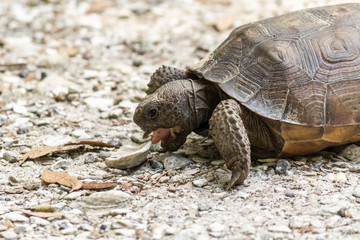 Turtle tasting a rock