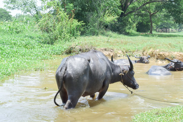 buffalo swimming on pool in countryside