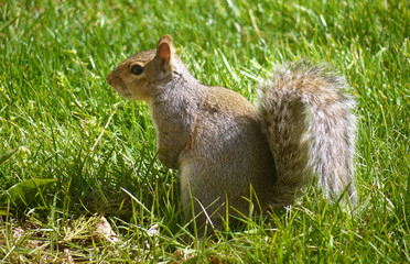 Naklejka na ściany i meble Grey squirrel on the grass