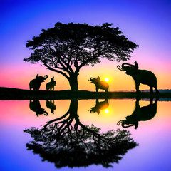 Obraz na płótnie Canvas Silhouette elephant on the background of sunset,elephant thai in surin thailand.