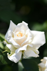 Obraz premium 白いバラ