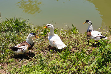 Geese walk on the green grass near the pond 