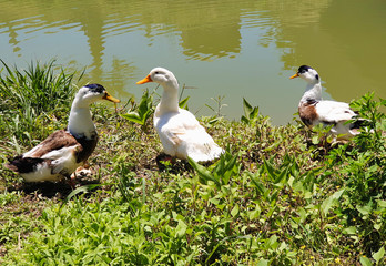 Obraz premium Geese walk on the green grass near the pond 