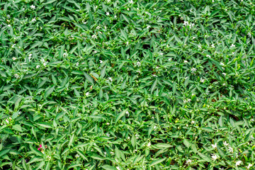chilli leaf with sunlight morning in garden