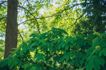 trees and bushes in the forest