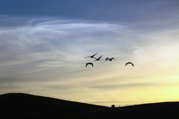 Birds Flying Above Sky during Sunset. Silhouette of Seagulls.