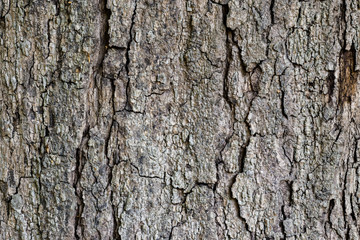 Close-up of bark tree in forest, old bark