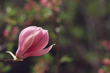 purple flos hibisci on green background