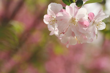 pink flowers in spring