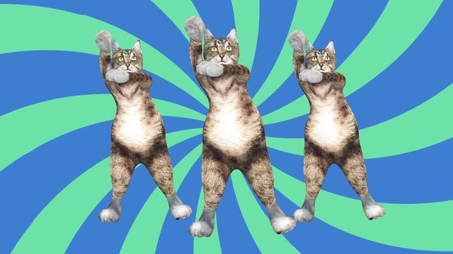 Cool and Fun Pet Dancing Gangnam Style. Crazy Kitty Moves to Music Wave. The Concept of Modern Animated Styling with Animals. Minimal Motion Collage art. Pussycat Mad Trend. Relax and Move to the Beat