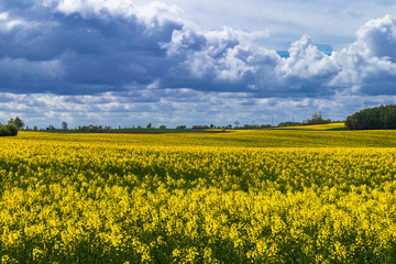 Fototapeta premium Yellow flower