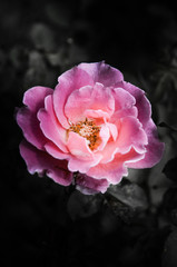 Rose flowers in the design of natural dark tones. The image is the art