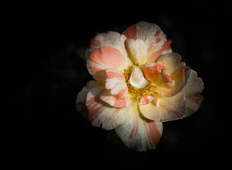 Rose flowers in the design of natural dark tones. The image is the art