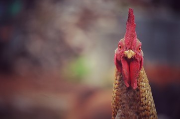 cock showing its head 