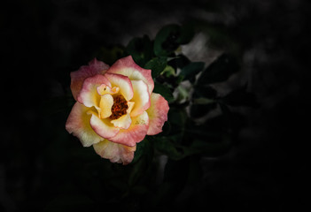 Rose flowers in the design of natural dark tones. The image is the art