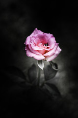 Rose flowers in the design of natural dark tones. The image is the art