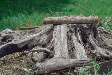 Close-up, old dried stumps on grass with soft sunlight in park