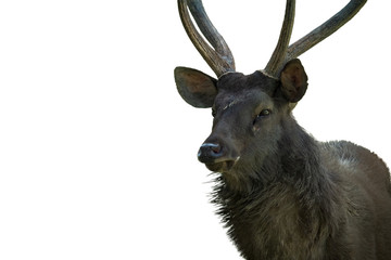 Deer on a white background. With clipping path.