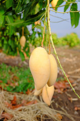 Barracuda Mango on tree in organic farm thailand.