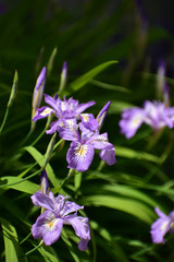 密かに咲くヒメシャガ