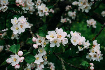 The apple blossom blossoms white in the spring.