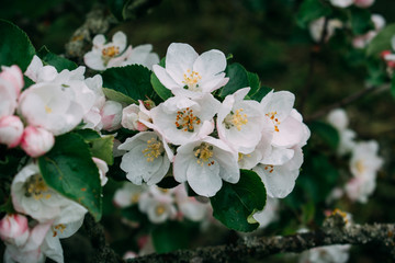 The apple blossom blossoms white in the spring.