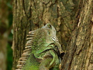 iguana
