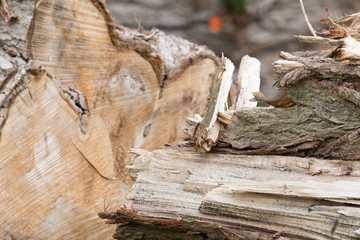 Gefällte Bäume auf einem Stapen