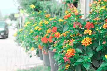 Fototapeta na wymiar colorful flower bloom on hanging pot, flower blooming near the street