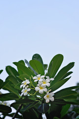 Beautiful green leaves and sky background