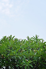 Beautiful green leaves and sky background