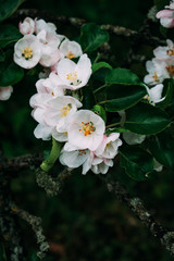 The apple blossom blossoms white in the spring.