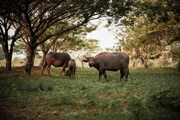 Buffalo eating grass under the tree