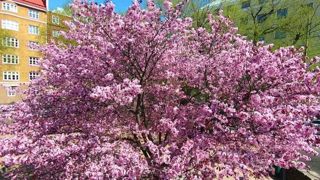 In a large park, a blooming plum with pink flowers