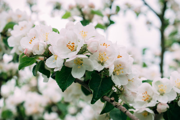 The apple blossom blossoms white in the spring.