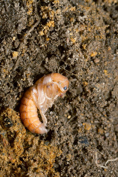 Soldier Beetle, Cantharidae Pupa In Mould