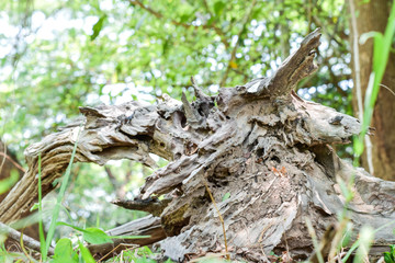 Dry root stump in green forest