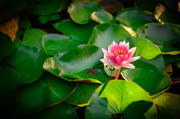 beautiful lotus flower on the water after rain in garden.